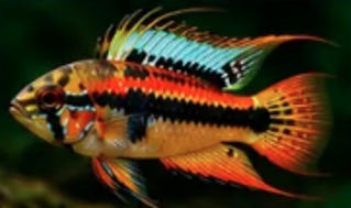 Macmasteri
